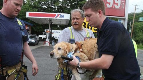 Guide dog jumps in front of bus to save blind owner