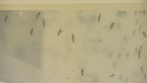 Researchers are warning thousands of Queenslanders could be exposed to a potentially fatal mosquito-borne virus this summer.