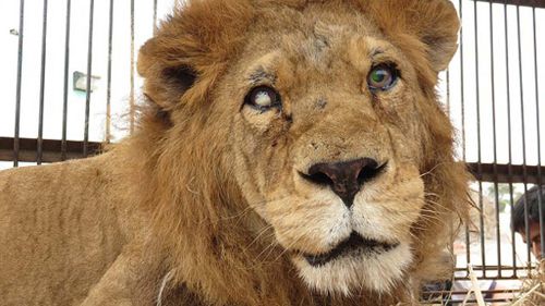 Blinded lion saved from cruel circus in major animal rescue operation