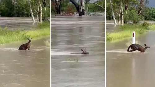 A kangaroo made its way through flood waters to its family nearby in flooded Moree.