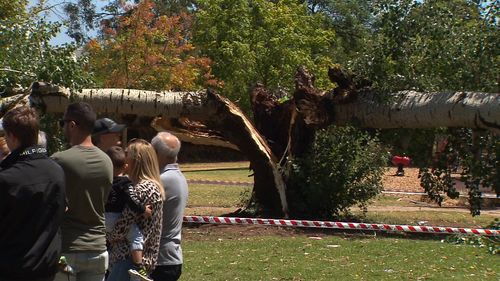 Adelaide birthday tree collapse hero 