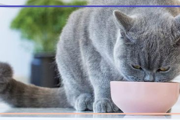 9PR: The best cat foods to satisfy even the pickiest and most demanding cats