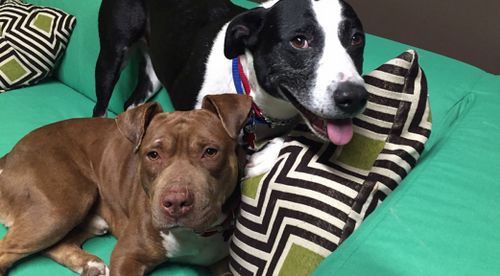 Lois and Clark are now up for adoption together. (Hope for Paws)
