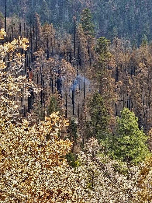 The National Park Service said that the cause of the tree fire appears to be the 2020 Castle Fire.