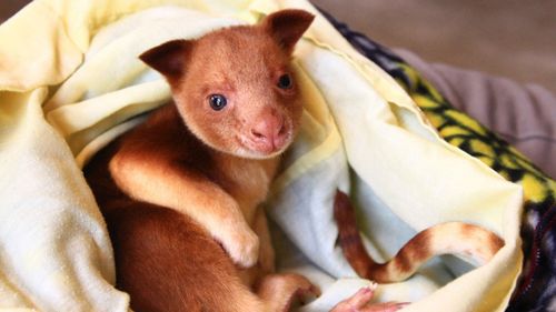 Orphaned tree kangaroo saved after ‘cross-species fostering’ at Adelaide Zoo