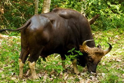 <strong>Indian bison</strong>