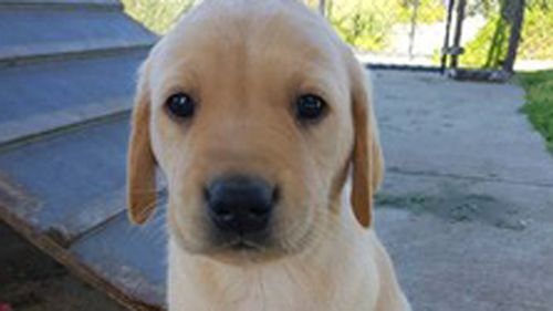 Australian Border Force on the hunt for families to foster sniffer-dog puppies