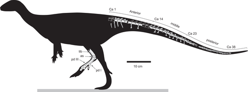 The newly-discovered Diluvicursor was about the size of a turkey, but with a much longer tail. (PeerJ)