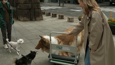 Japanese man spends $21,000 on dog costume to fulfill childhood