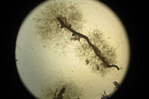  Phytophthora growing out of infected roots on agar