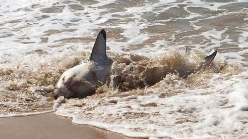 What caused the great white to beach itself remains unknown. (Via Donna Holland)