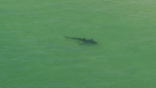 The shark was followed by the 9NEWS chopper along the beach. (9NEWS)