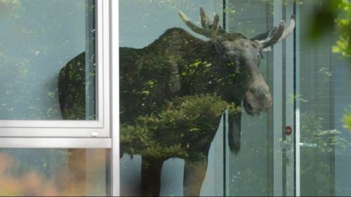An elk has been rescued after getting stuck in a German office. (AAP)