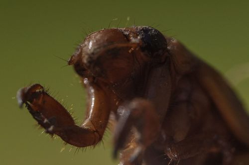 A periodical cicada nymph wiggles its forelimbs