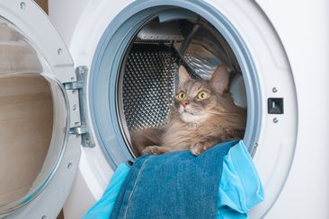 Washing machine and furry gray cat inside