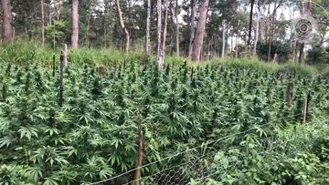 Two men charged over $20m cannabis crop near Mackay