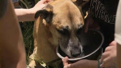 Frankie was found deep in bushland.