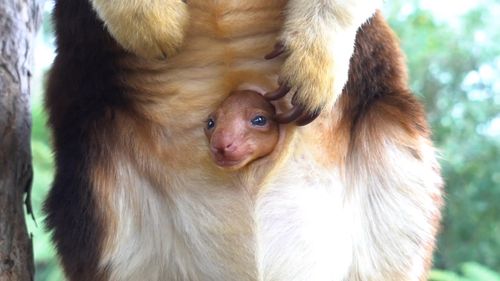 The joey, along with its parents, are now on display at Healesville Sanctuary.