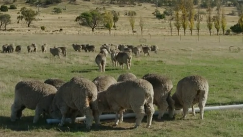 M.J. Bale  Australia's First Carbon Neutral Menswear Brand