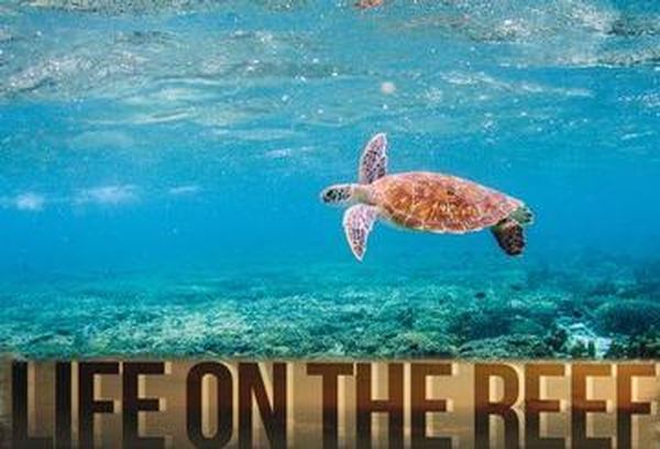 Life on the Reef
