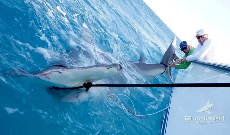 Shark meets shark: Greg Norman catches world record hammerhead