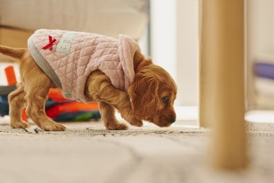 Puppy, pet fashion and walking in a home with a cute, adorable and young animal. Apartment, golden retriever style and dog animals in a house lounge walk on a living room rug feeling curious