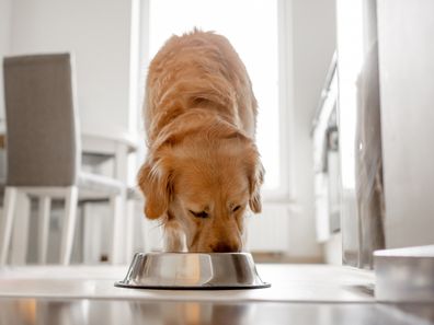 dog eating