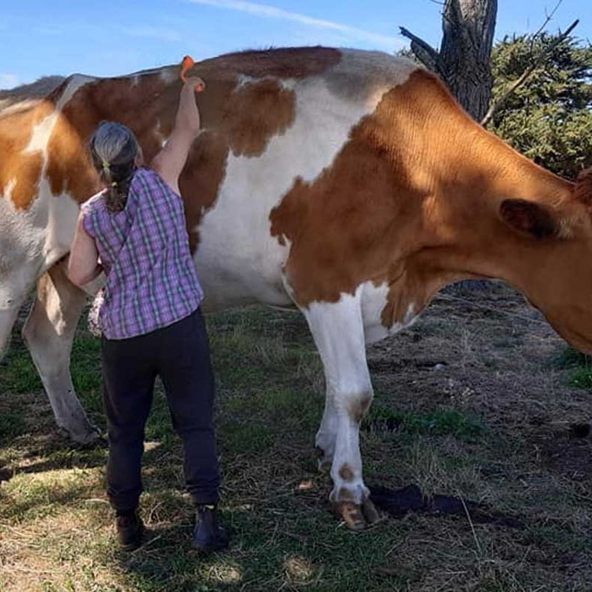 Big Moo, one of Australia's steers, dies after short illness