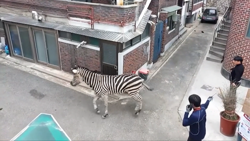 Un zèbre traverse les rues de Séoul après s'être échappé d'un zoo