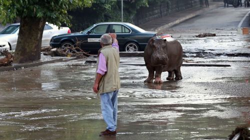 A hippo wanders aimlessly in Tbilisi. (EPA/BESO GULASHVILI)