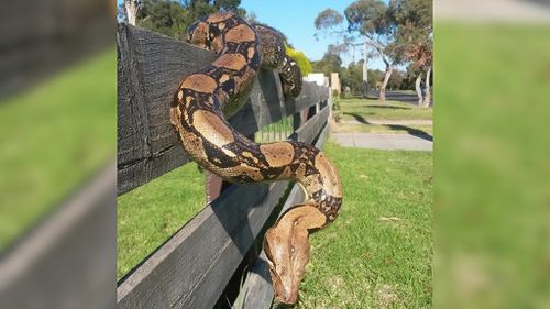 Boa constrictor found in disused Melbourne building to be euthanased