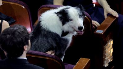 Messi the dog in the audience at the Oscars 2024.