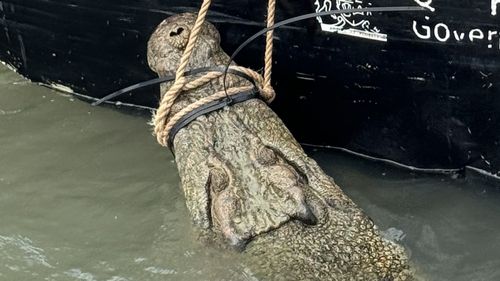 The animal was captured in a baited trap at Cardwell Marina yesterday.