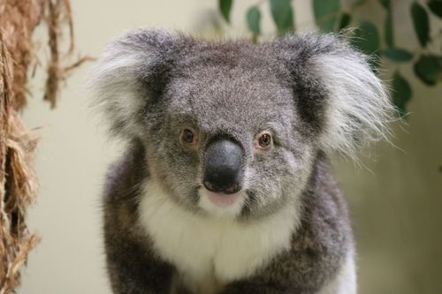 Scientists warn koalas are among hundreds of Australian wildlife on the brink of extinction. 