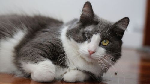 Marcello the cat is looking for a new home, three months after being violently thrown over a fence and into a wall in Queensland. Picture: RSPCA.