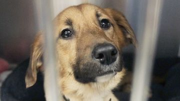 Pet stores in Arizona will now have to sell re-settled shelter animals. (AAP)