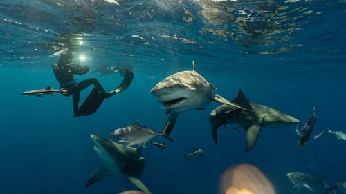 Captain John Moore free-dives with bull sharks four times a week.