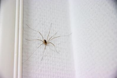 A closeup shot of a daddy longlegs spider on a white wall with blur background