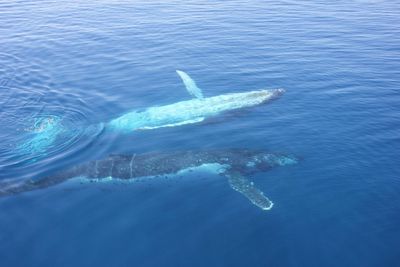 3. Hervey Bay Premium Whale Watching Cruise, Hervey Bay, Queensland 