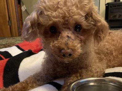 Dog saved after being found in a bin