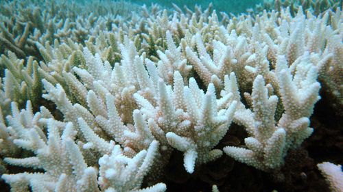 Coral reefs are at risk of being wiped out from global warming.