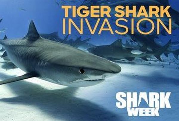 Tiger Shark Invasion