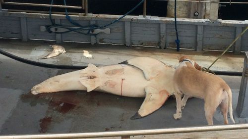 A small crowd gathered around the shark after it was pulled onto the deck of a trawler. (AAP)