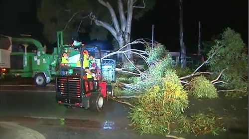 Trees and power lines were downed overnight in Western Australia's south-west as wild wind gusts of up to 96km/h buffeted the state. Picture: 9NEWS.