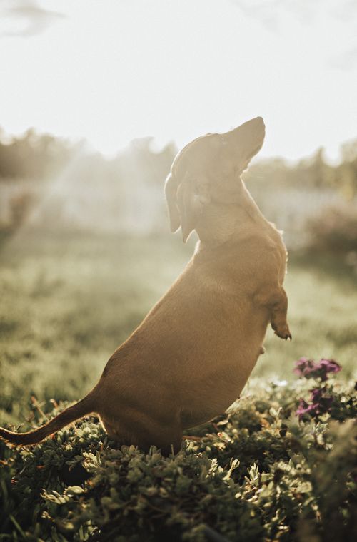 Cindi the sausage dog is pregnant with her first litter. (Supplied)