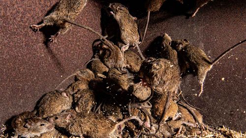 The mouse plague proved an awful experience for people in regional NSW earlier this year.