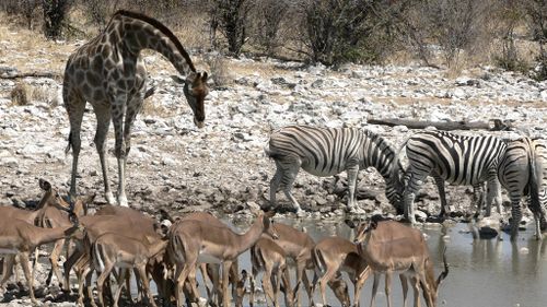 Report says wildlife across the globe is vanishing at a rate of 2% a year.