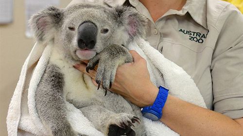 Brave koala clings onto car for 88km after being hit
