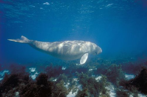 A dugong in the reef last year. (AAP)