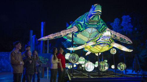 Turtles illuminated at Taronga Zoo.  (Destination NSW) 